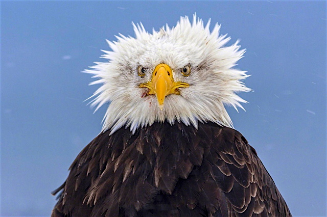 SHOCKEDBALDEAGLE.jpg