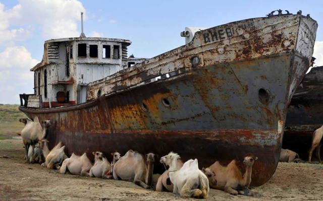 Shipwreck-surrounded-by-camels-in-the-desert.jpg