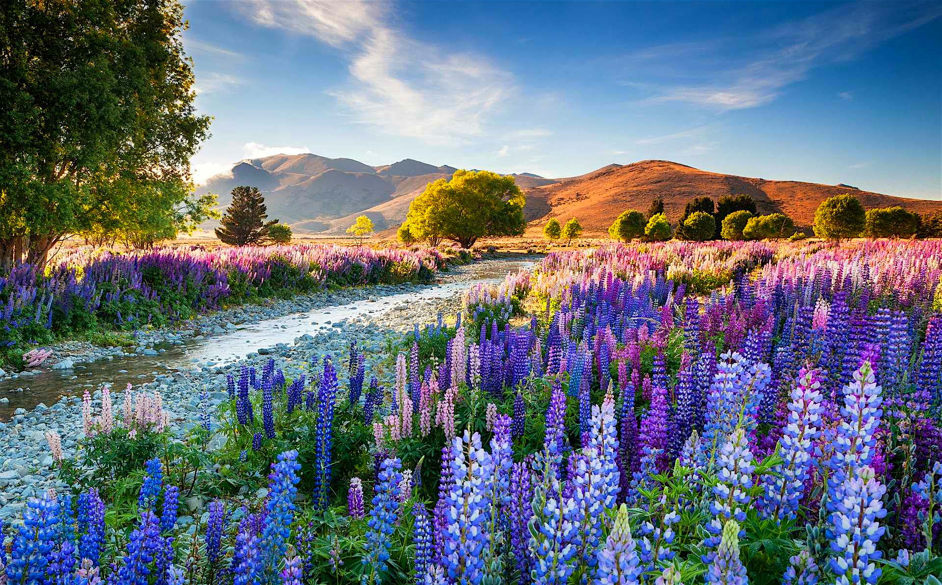 The-overall-winning-entry-was-of-Tekapo-lupins-taken-by-Richard-Bloom.jpg