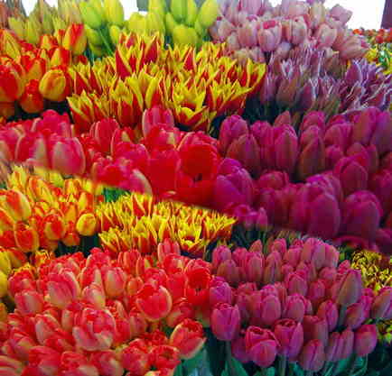 TulipsPikesMarket2.jpg