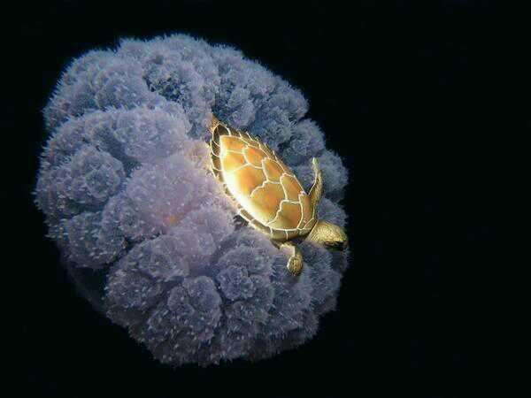 a-turtle-riding-a-jellyfish-photo-u1.jpg