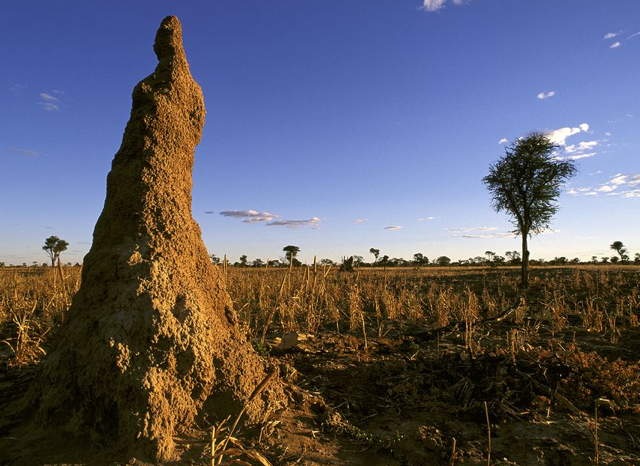 a_termite_mound.jpg