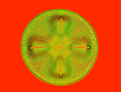 aa-diatom.jpg