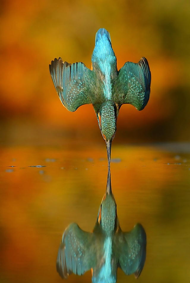 aaperfect-kingfisher-dive-photo-wildlife-photography-alan-mcfayden-311.jpg