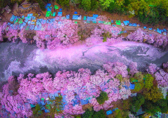 aasakura-cherry-blossom-drone-photography-danilo-dungo-japan-4.jpg