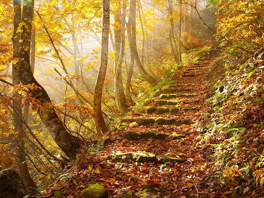 autumn-leaves-japan_25290_990x742.jpg