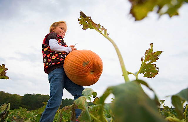 autumn_watson_carries_a_pumpkins_through_the_patch_at_councell_farms_in_cordova__maryland.jpg