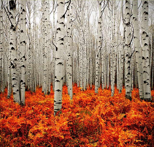 birch_trees_in_colorado_-_imgur.jpg