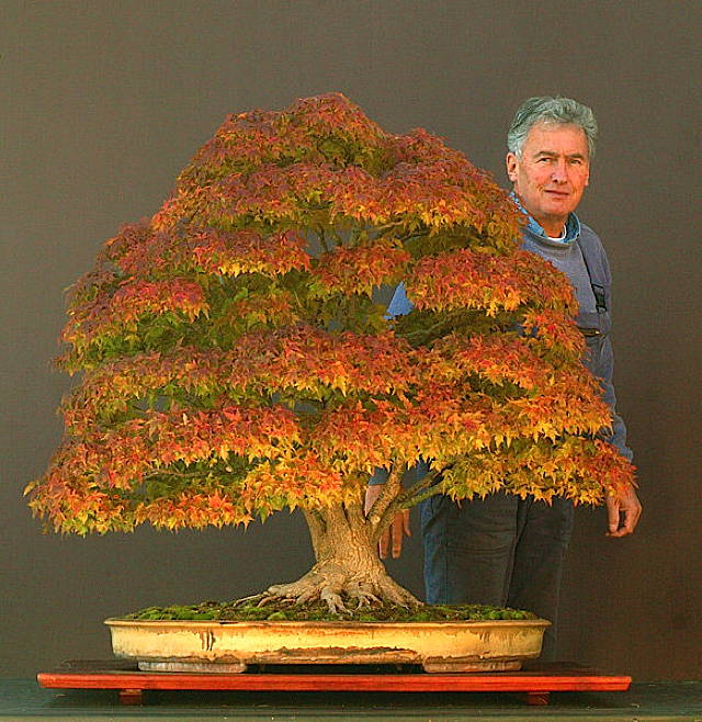 bonsai-japanese-maple.jpg