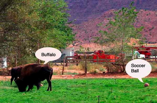 buffalow.jpg