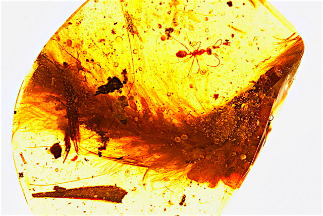 amber dinosaur feathers