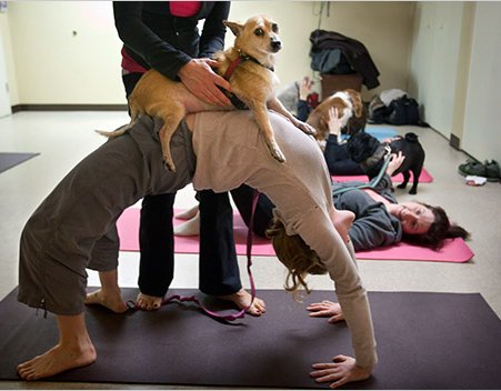 doga-dog-yoga-01.jpg