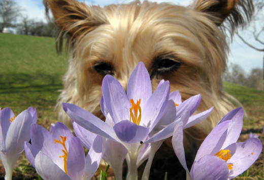 doggieflowers.jpg