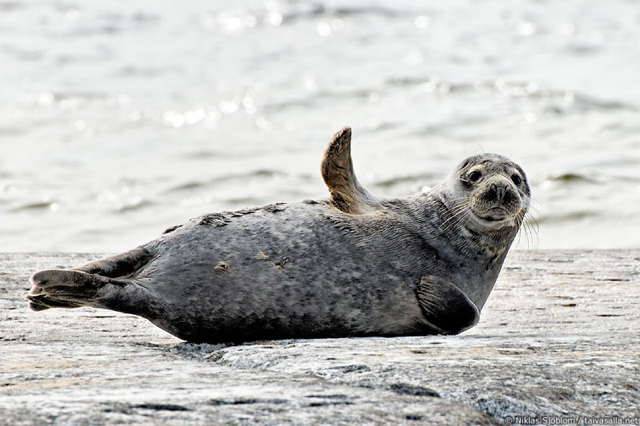 grey-seal-waving-goodbye-hello.jpg