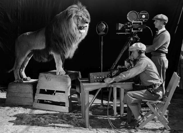 mgm-lion-5.jpg