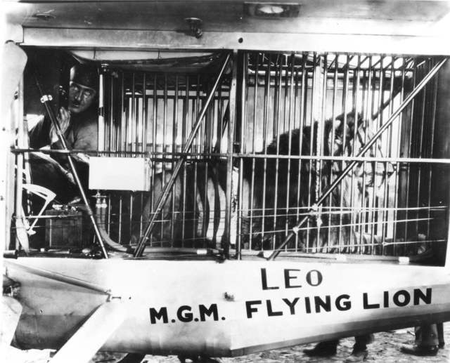 mgm-lion-9.jpg