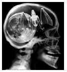 moonbat-brain.jpg