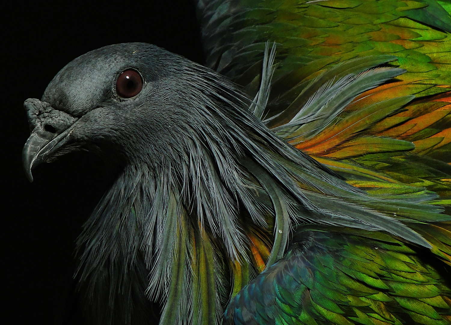 nicobar_pigeon_is_my_favorite_bird_that_resides_in_central_park_s_zoo.jpg