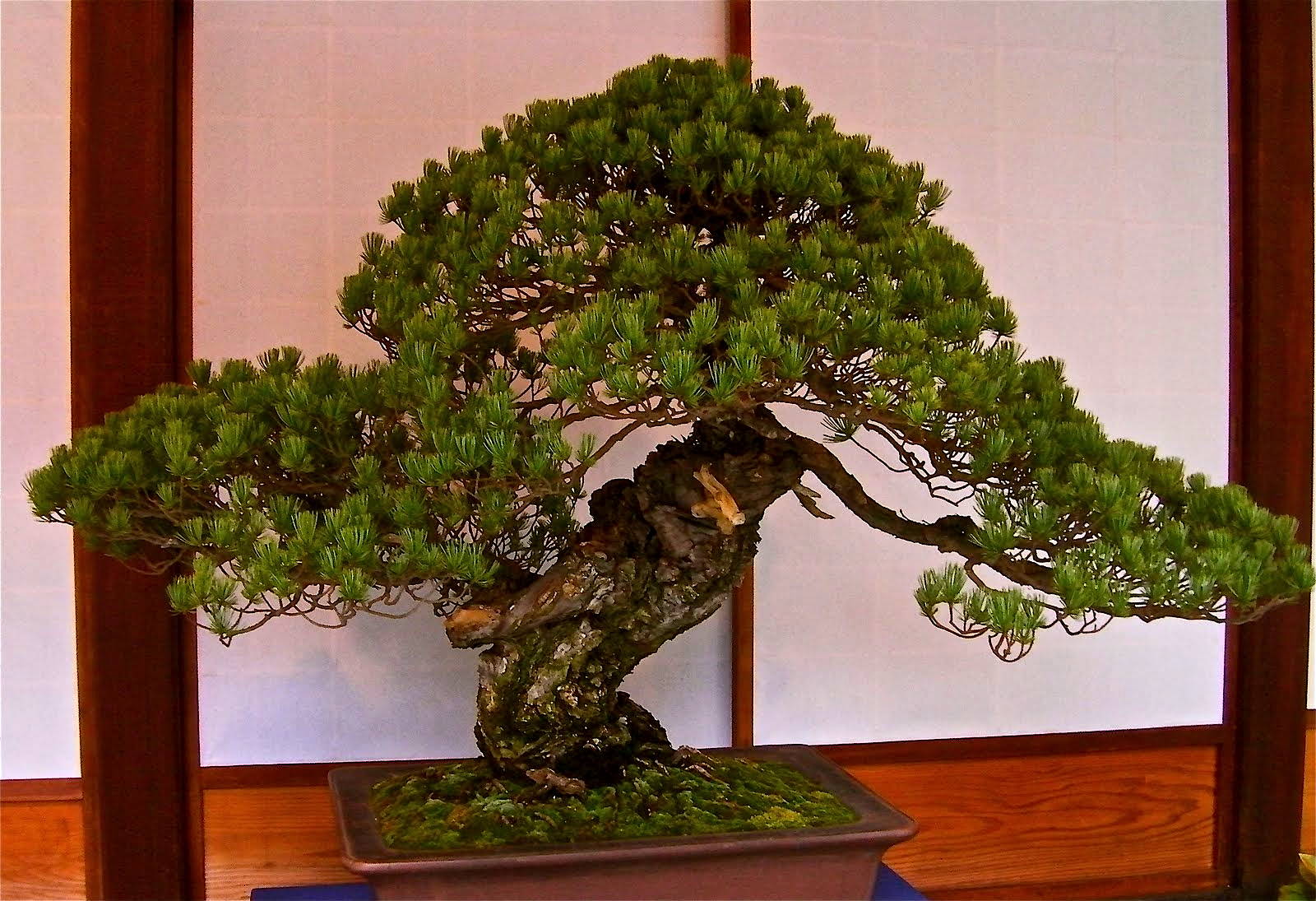 oldest-bonsai-tree.jpg