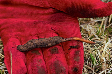 03-ten-year-old-holds-worm-670.jpg