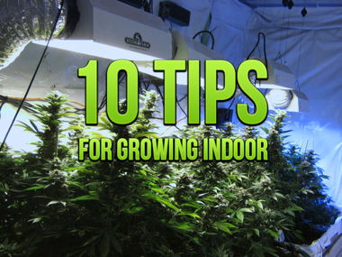 10-tips-for-growing-indoor.jpg