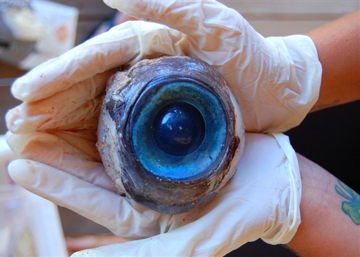 121011-science-eyeball-3p.jpg