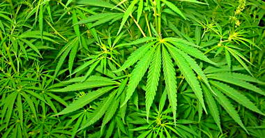 Cannabis-sativa-plant.jpg