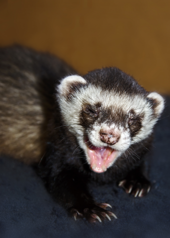 Ferret-340x477.png