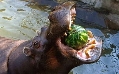 Hungry-hungry-hippo-540.jpeg