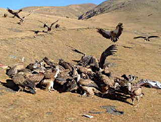 Tibetan-funeral.jpg