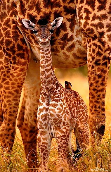 a_giraffebabe.jpg