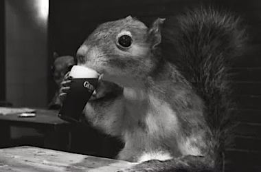 a_squirrel_and_his_guinness_draught4_thumb.jpg