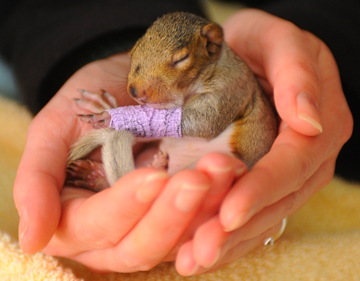 aaat-120308-baby-squirrel-cast-6a.jpg