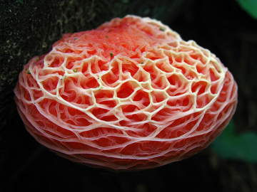 aaawrinkled-peach-fungus-rhodotus_palmatus.jpg