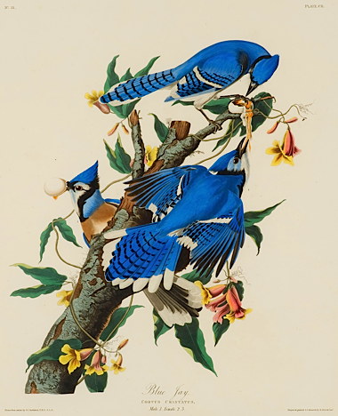 aablue_jay__artist___maker-_john_james_audubon__1785_-_1851.jpg