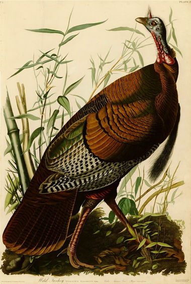 aawild_turkey_birds_of_america_5.jpg