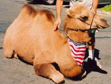american_camel.jpg