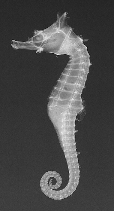 animal-x-rays13.jpg