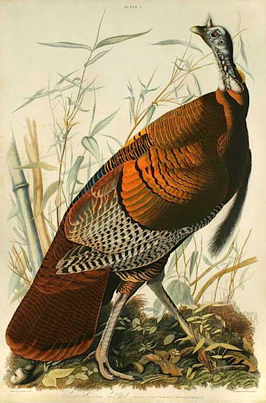 audubon_turkey_450.jpg