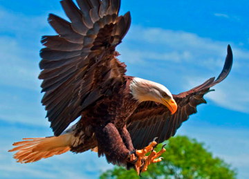 bald-eagle-feather.jpg