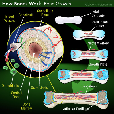 bones-growth.jpg