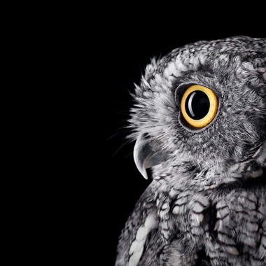 brad-wilson-owl-01.jpg