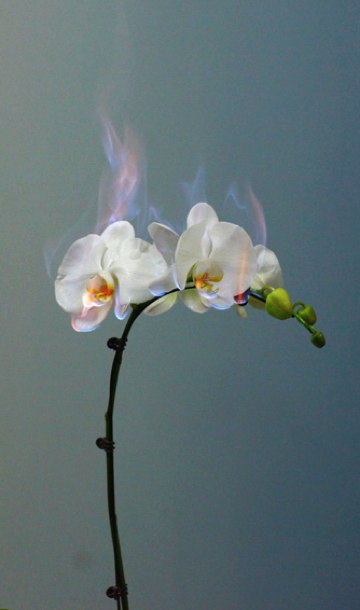 burning_orchid.jpg