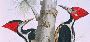 campephilus-principalis-ivory-billed-woodpecker-AY3MJ0.jpg
