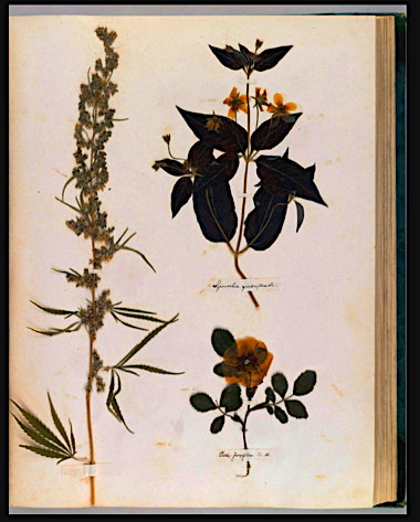 cannabis_plant__loofestrife_and_pasture_rose__bottom_right.jpg