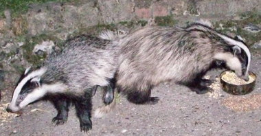 european_badger_011.jpg