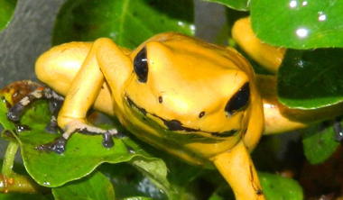 golden-poision-dart-frog2.jpg