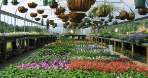 greenhouse_plants.jpg