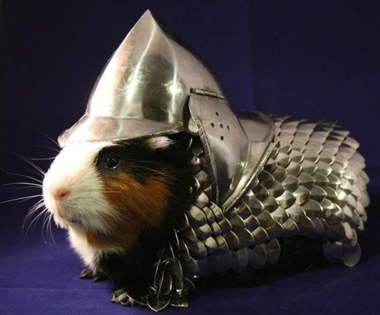 guinea-pig-armor-1.jpg