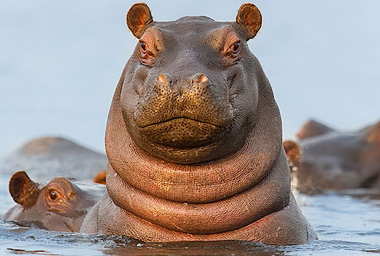 hello-hippo-2.jpg